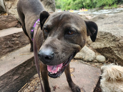 Kona