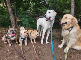 Blu, Carl, Gidget, Alfie, Lumi