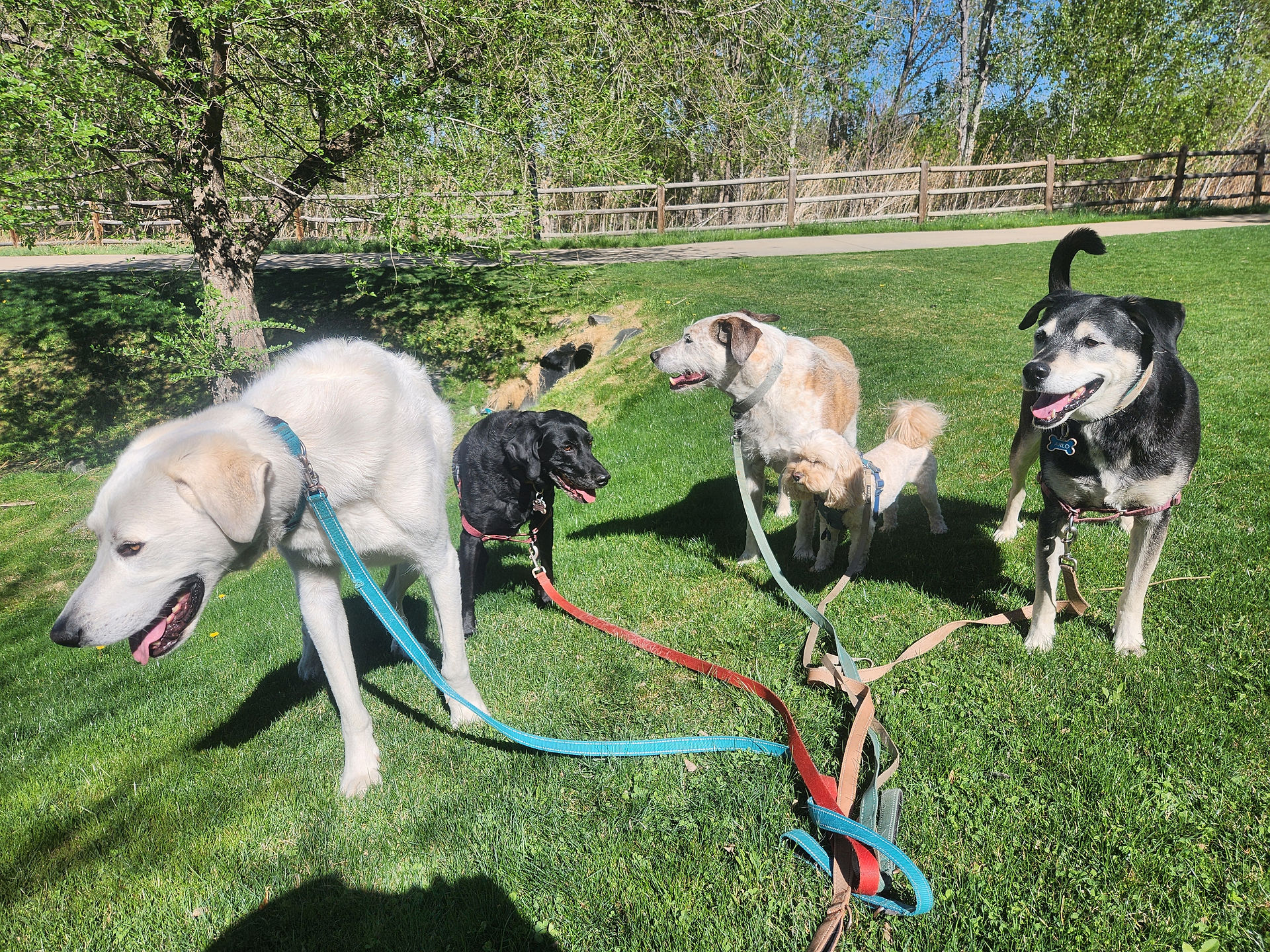 Alfie, Racer, Griff, Carl, Arlo