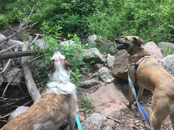 Tuesday Pack Activities