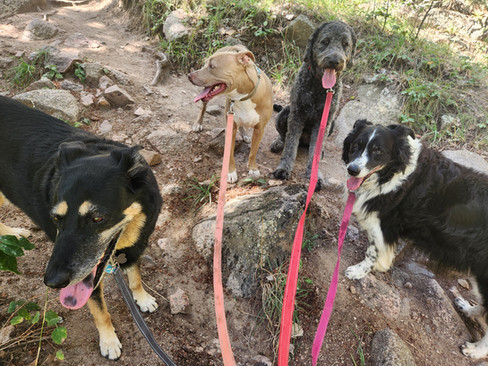 Alfie, Lucy, Lou, Lumi, Carl, Nelly