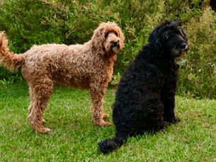 Reigning, Cats, and Dogs