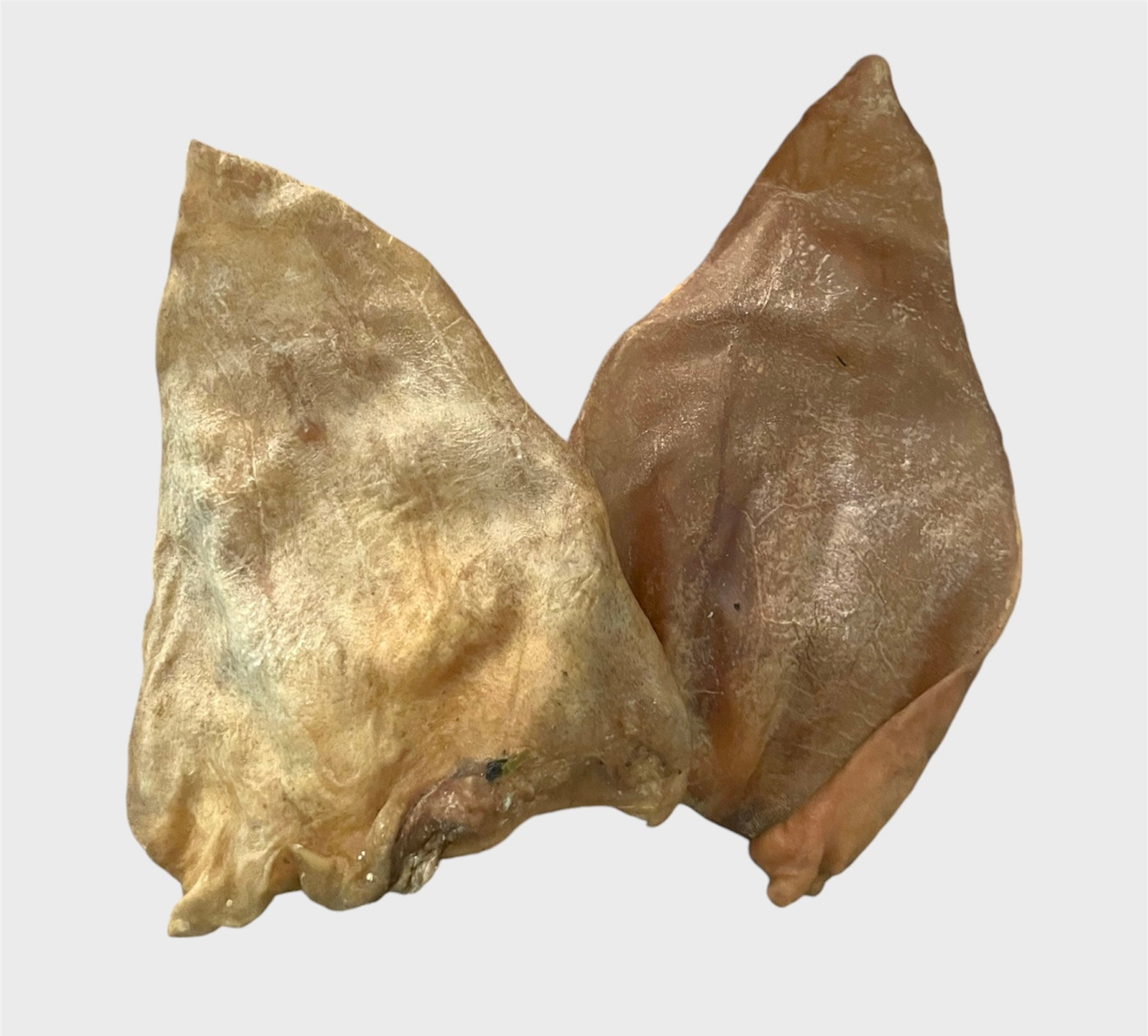 Cow Ears / No root (Pack of 2)
