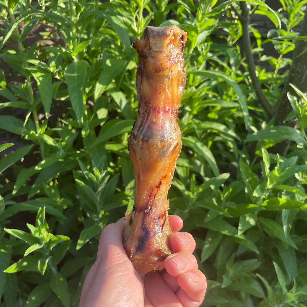 Natural ostrich foot chew for dogs - Size Example