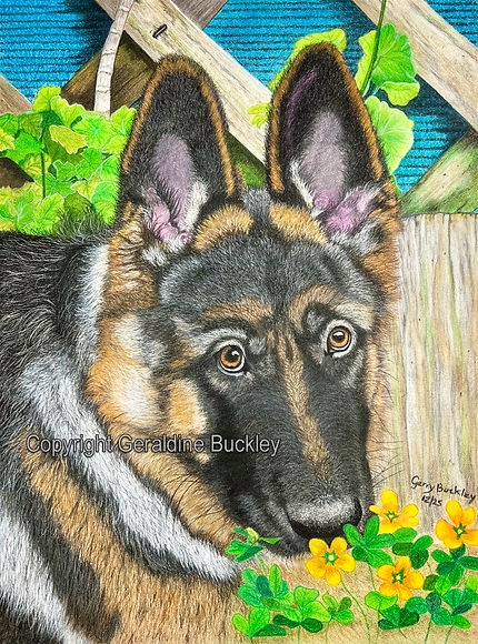 Zoe, German Shepherd dog portrait in colored pencil