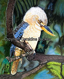 Kookaburra