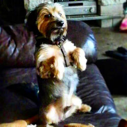 Instagram - #widget #danielsdowntowndogwalking #r1ng0_st4r