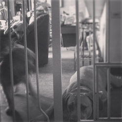 Instagram - #danielsdowntowndogwalking #beaglenamedalice #random #r1ng0_st4r