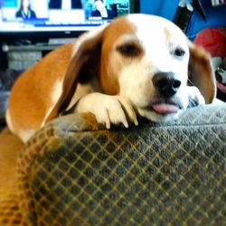 Instagram - #beaglenamedlucy #danielsdowntowndogwalking #random #r1ng0_st4r