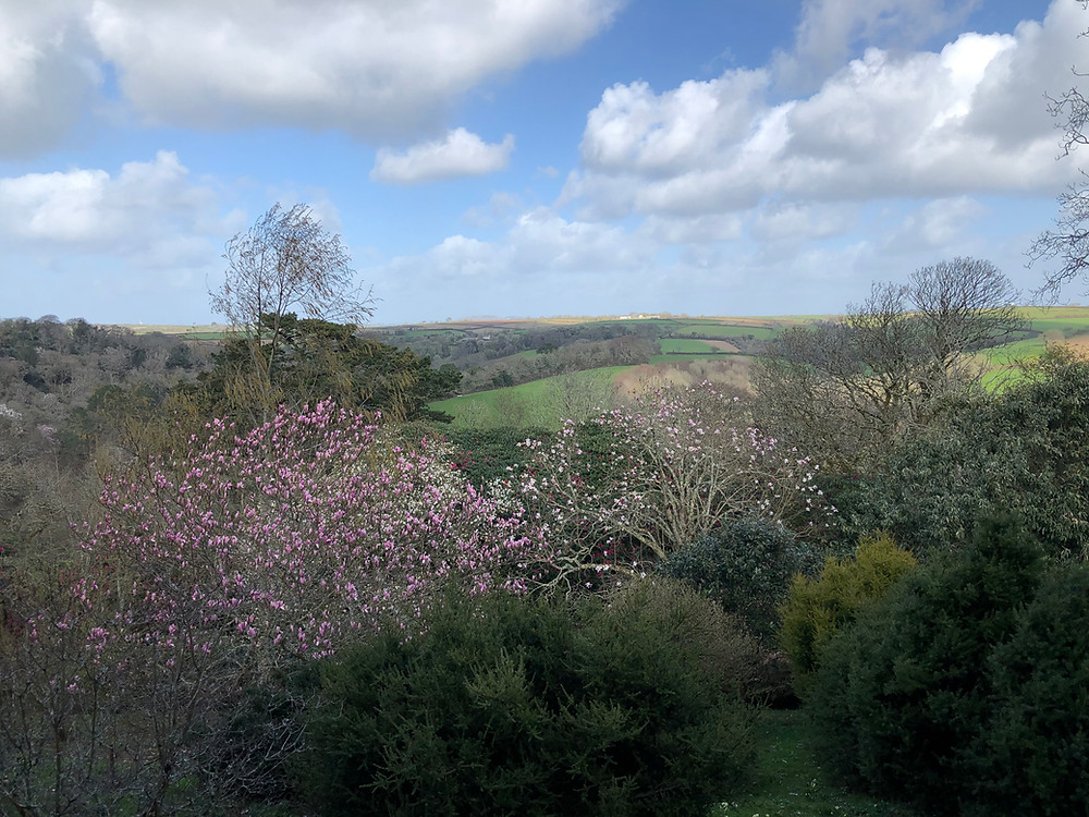 Magnolia trees in the garden at Caerhays Castle