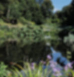 A pond in an exotic Cornish Garden