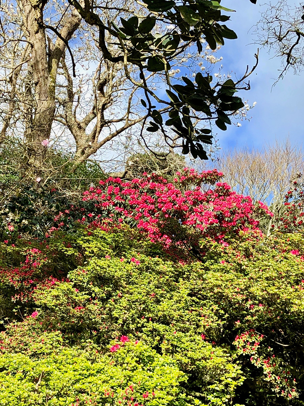 Red rhododendrons in the Cornish garden at Caerhays