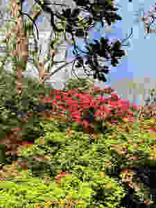 Red rhododendrons in the Cornish garden at Caerhays