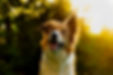 DSC08938.jpg