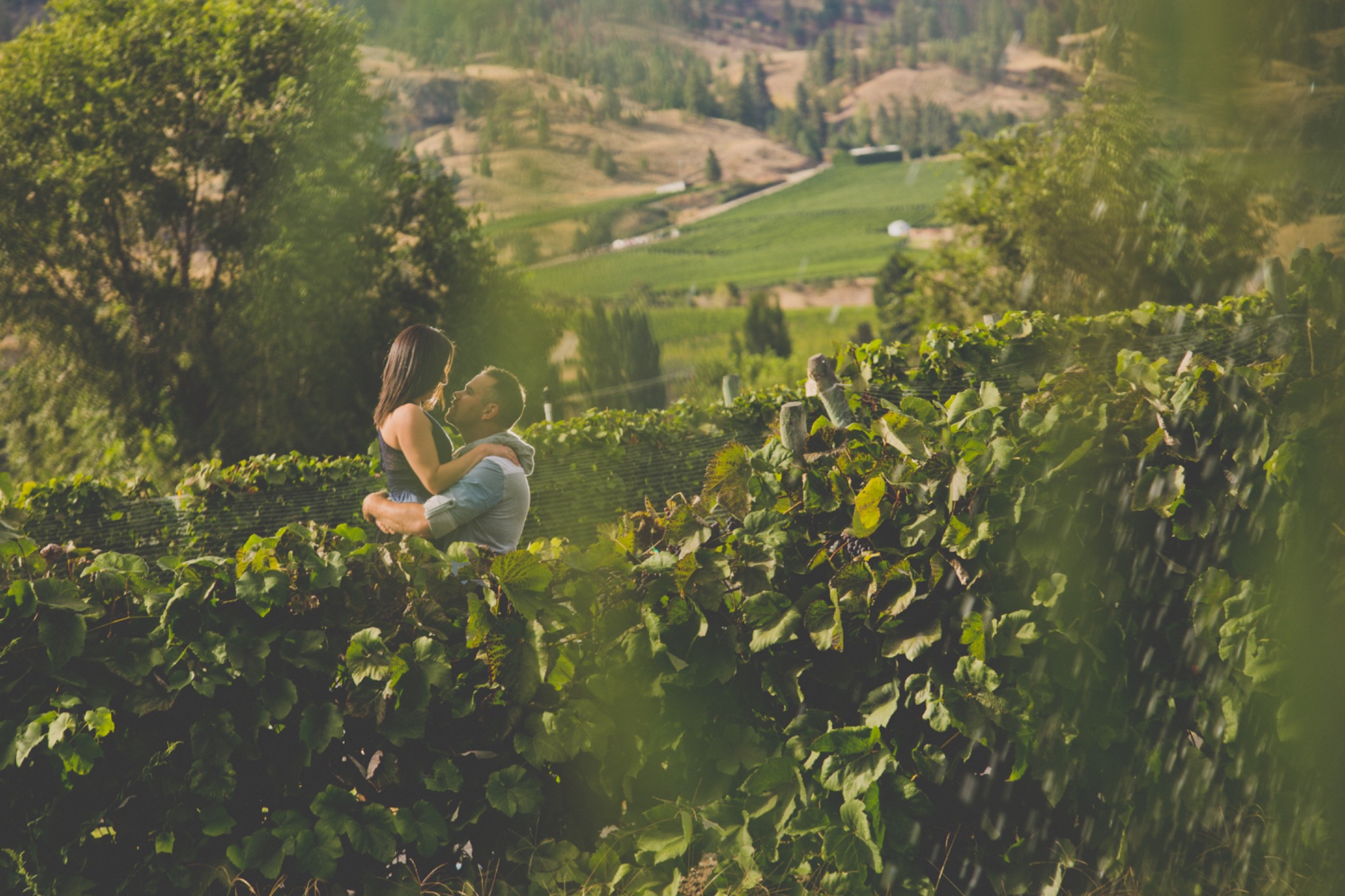 Romantic couples portrait among green vineyard vines and rolling Okanagan hills