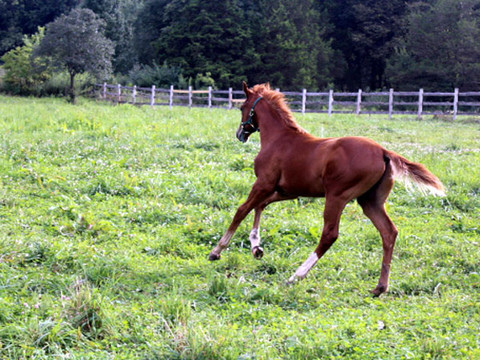 Galloping Yearling