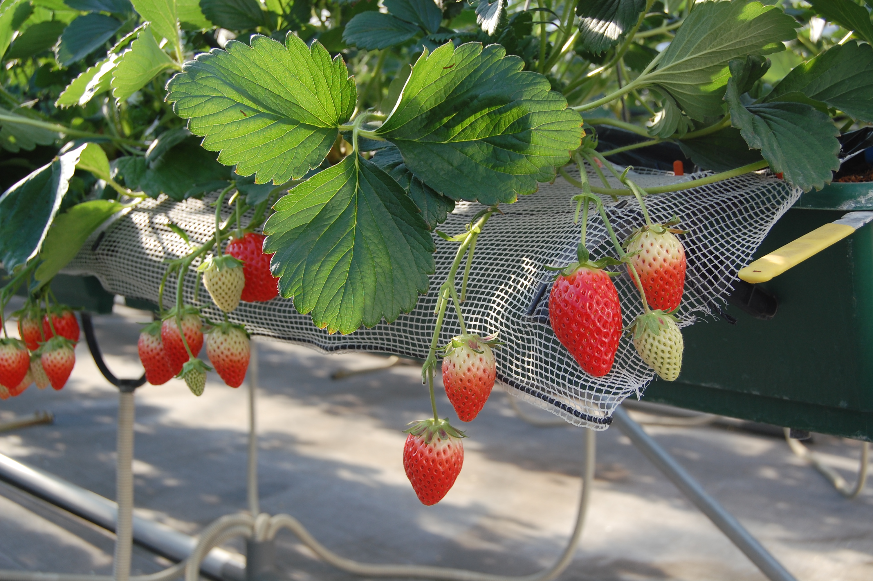 越谷ストロベリーガーデン