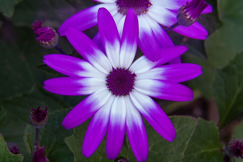 A flower, the garden.