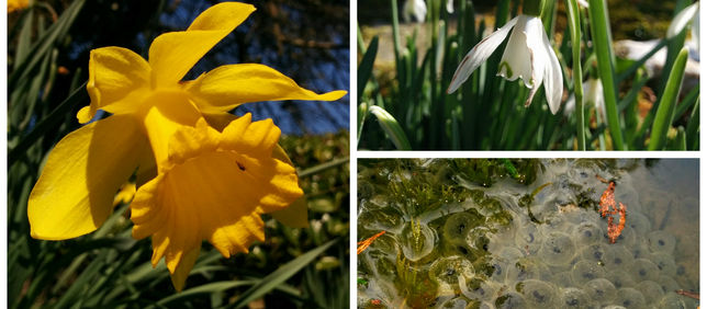 It's finally here, Springtime in garden ..