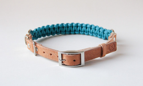 teal collar