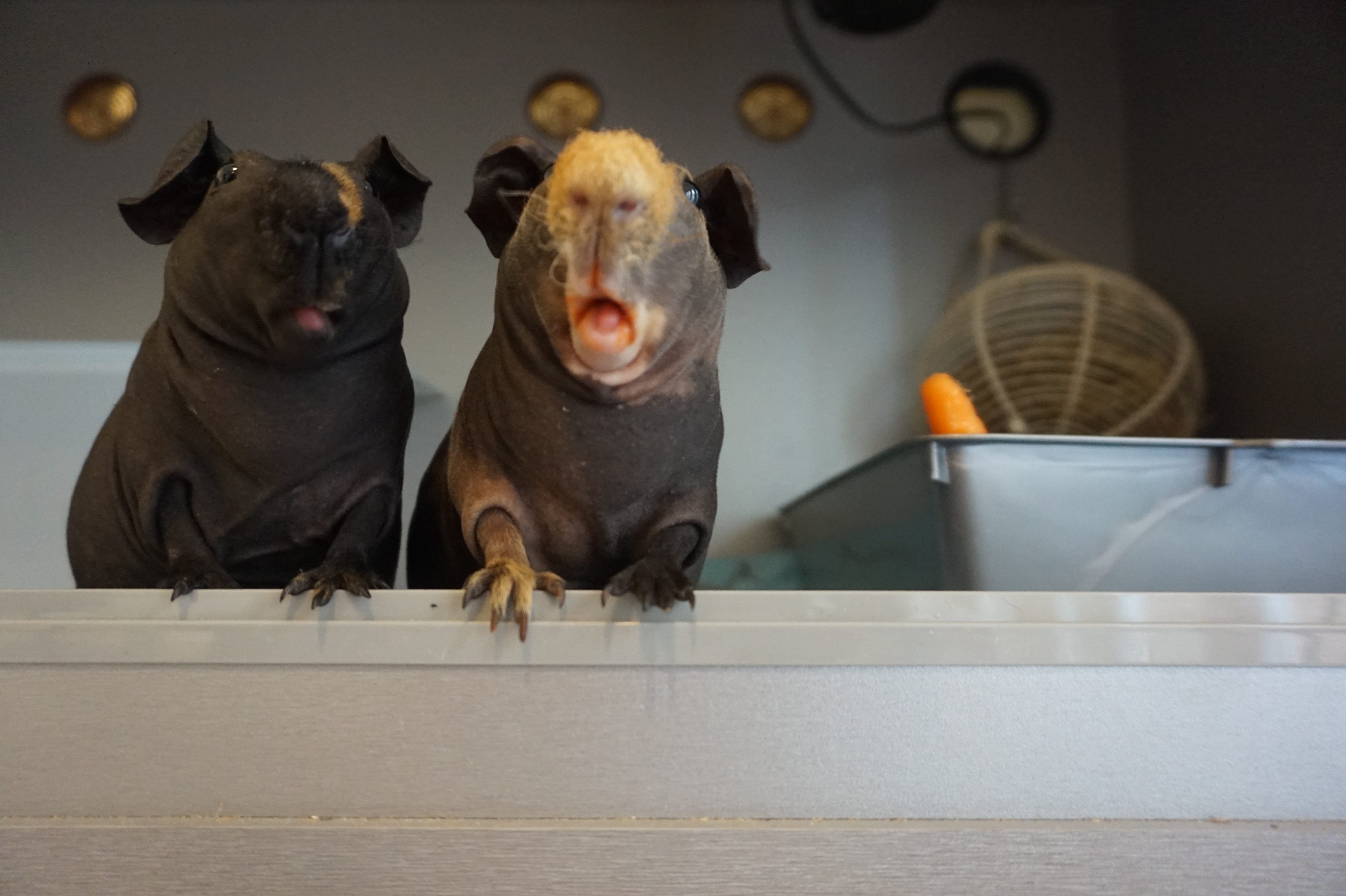 SKINNY PIGS