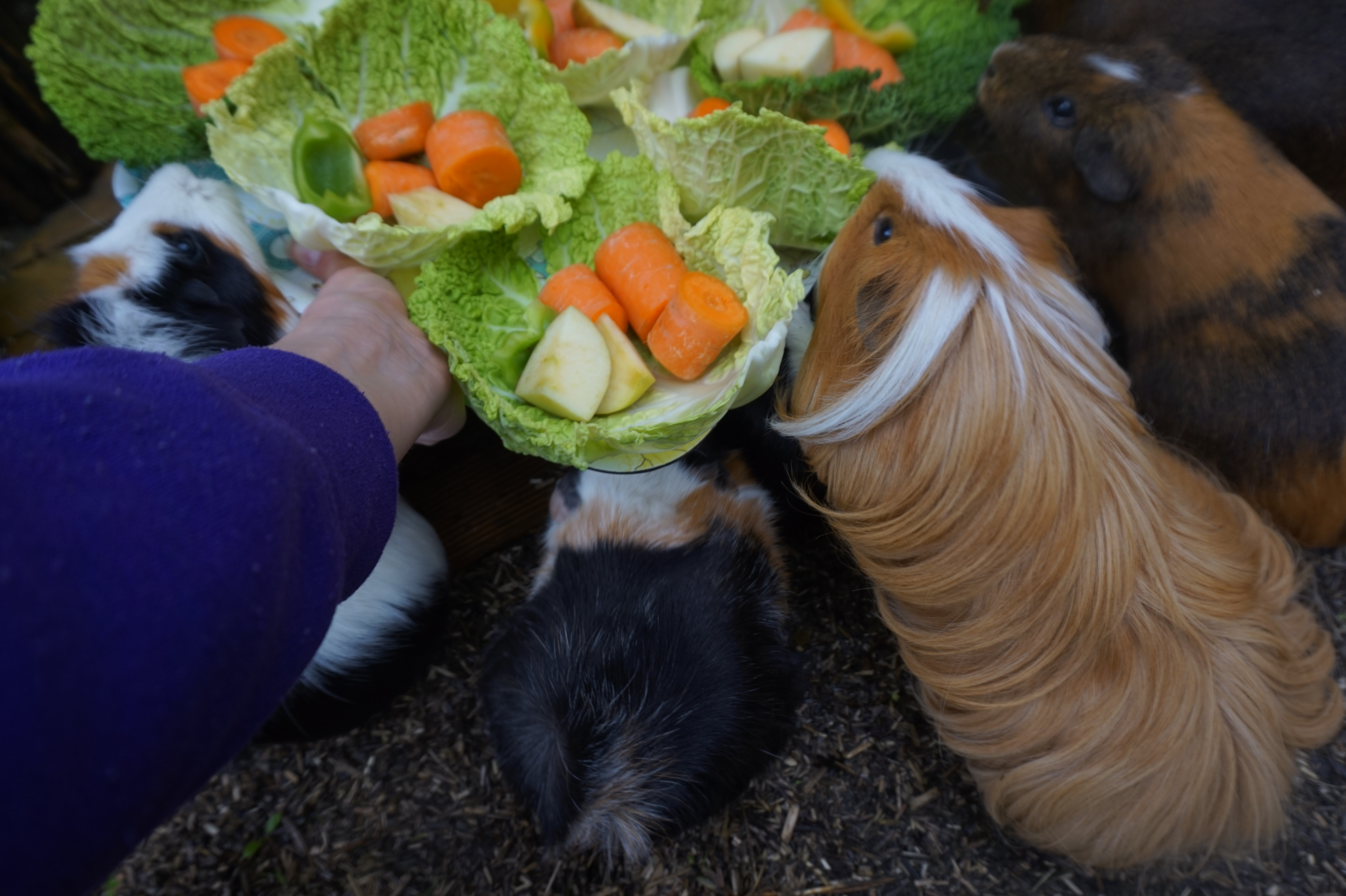 VEGETABLE LIST