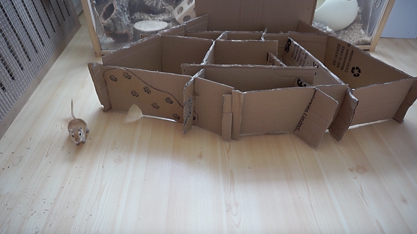 Gerbil Toys
