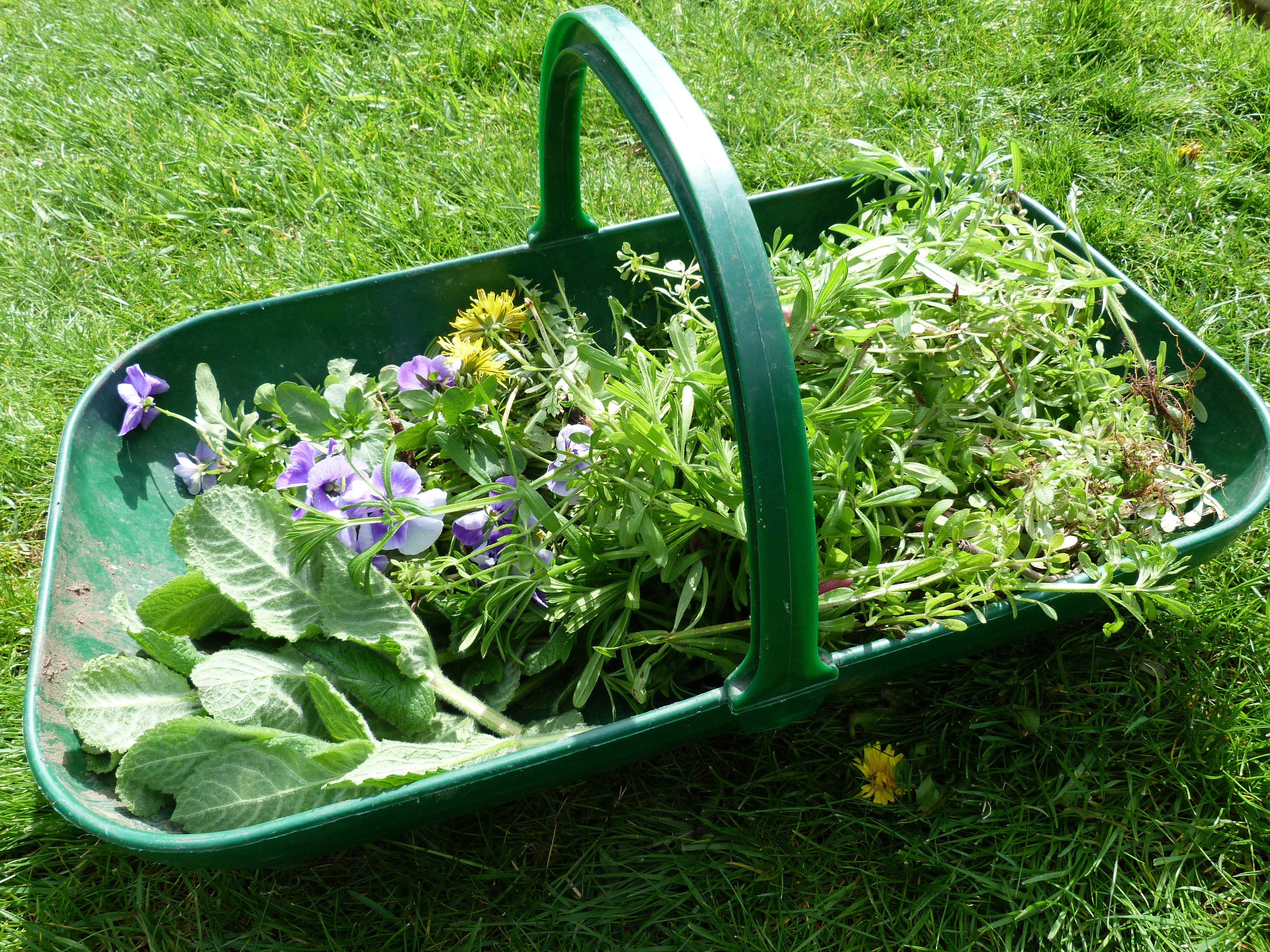 FORAGING