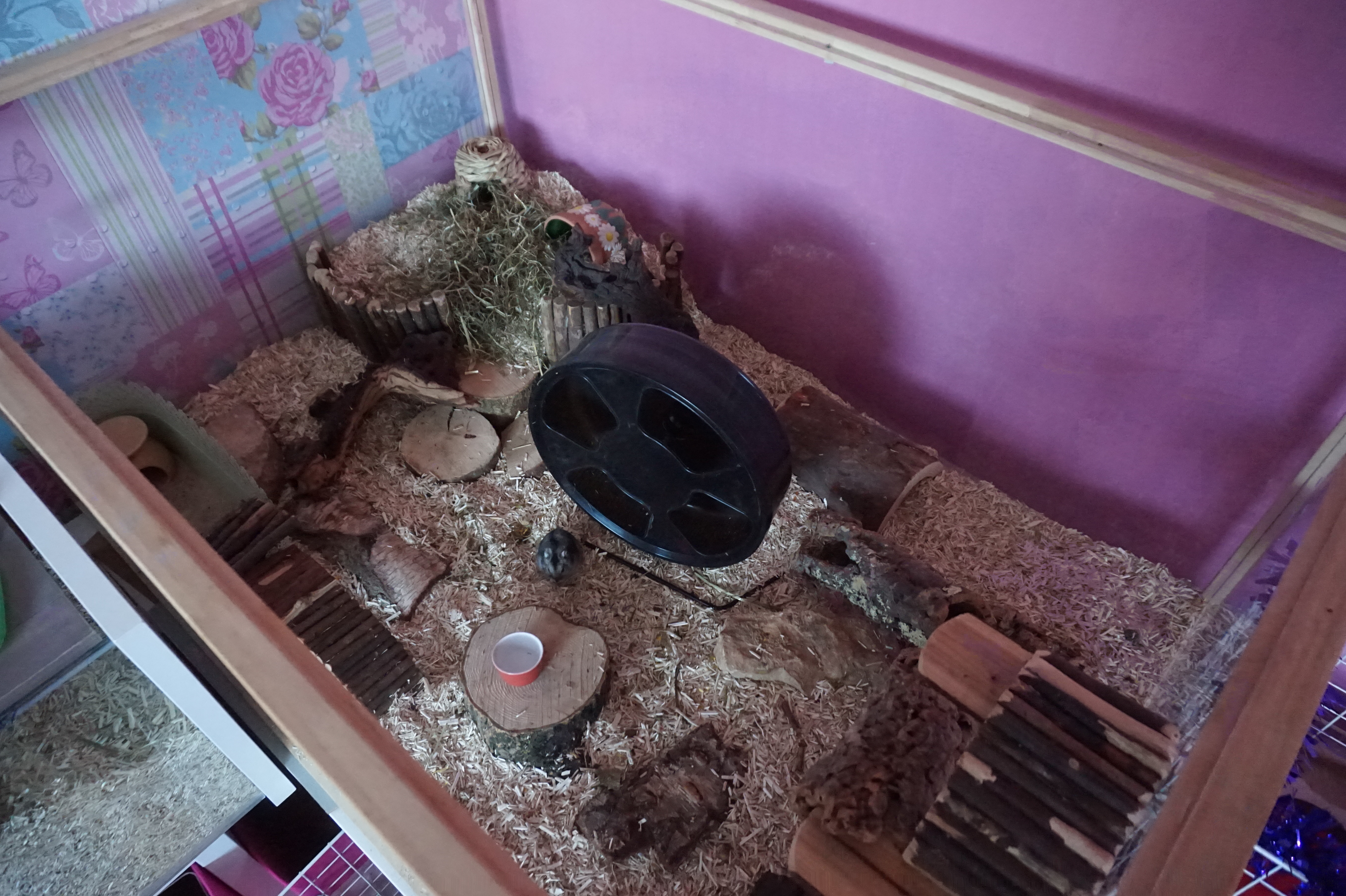 Hamster Housing Ideas