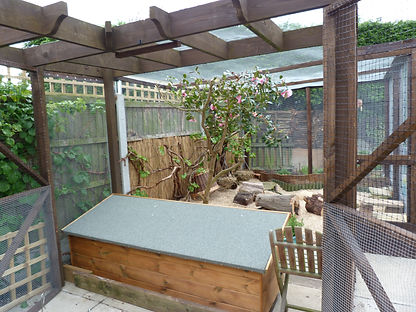 outdoor guinea pigs