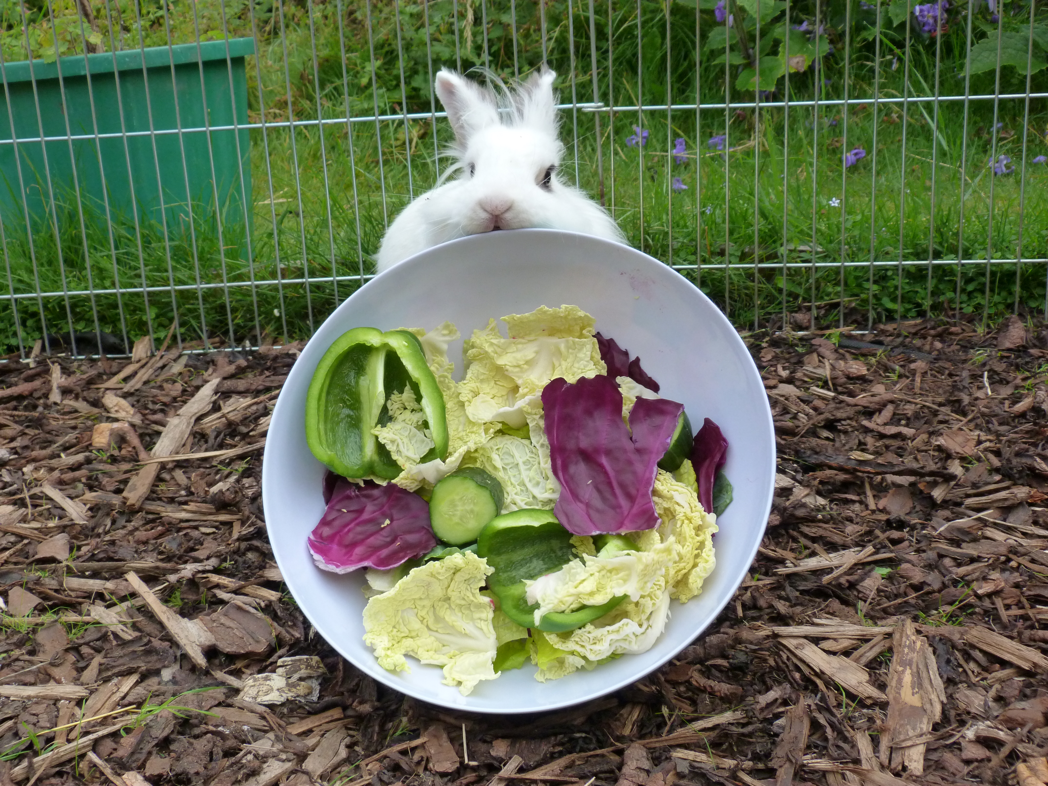 NUTRITION