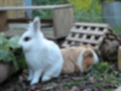 Rabbit & Guinea Pig