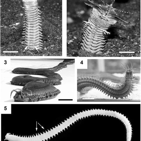 Bulbichnus, a new trace fossil of eunicid polychaete worm from Miocene of Italy: first discovery in 