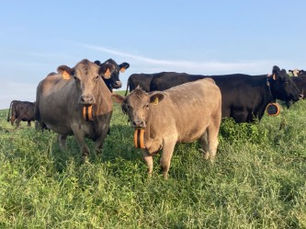 2026 ILLINOIS LEOPOLD CONSERVATION AWARD WINNER SHARES INNOVATIVE GRAZING TECHNIQUES 