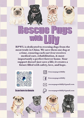 Rescue pugs with lilly.jpg