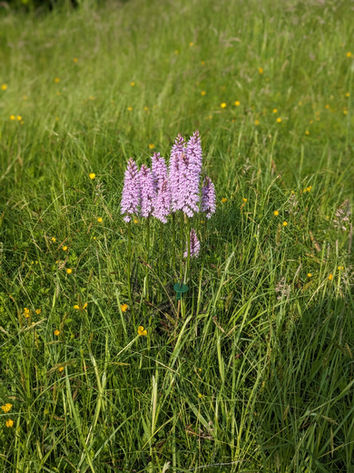 After letting the lawn grow, some absolutely wonderful wild orchids appeared! Known officially as the Heath Spotted-orchid, or Dactylorhiza Maculata