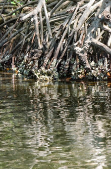 Los manglares de isla de salamanca nos dejan ver sus raices hermosas saliendo del agua en conjunto con las almejas