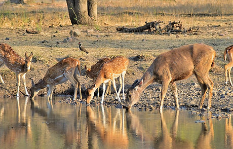 wildlife tours