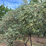 IMG_7877.JPG
