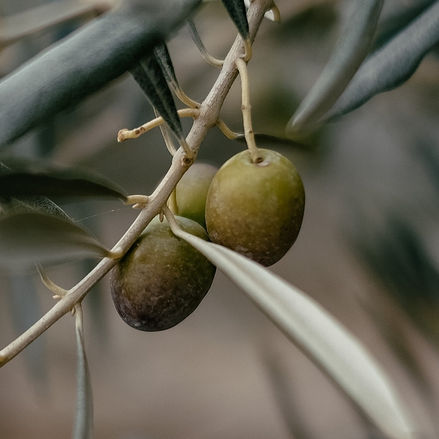 Intersecção entre uma azeitona e um par de calças [Dia da Mulher]