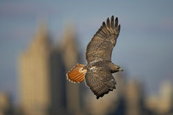 palemale-store_2245_891937