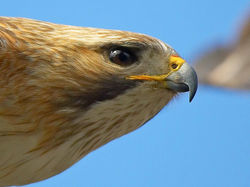 palemale-store_2245_505595540