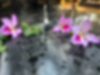 landsacape pic 1.jpg