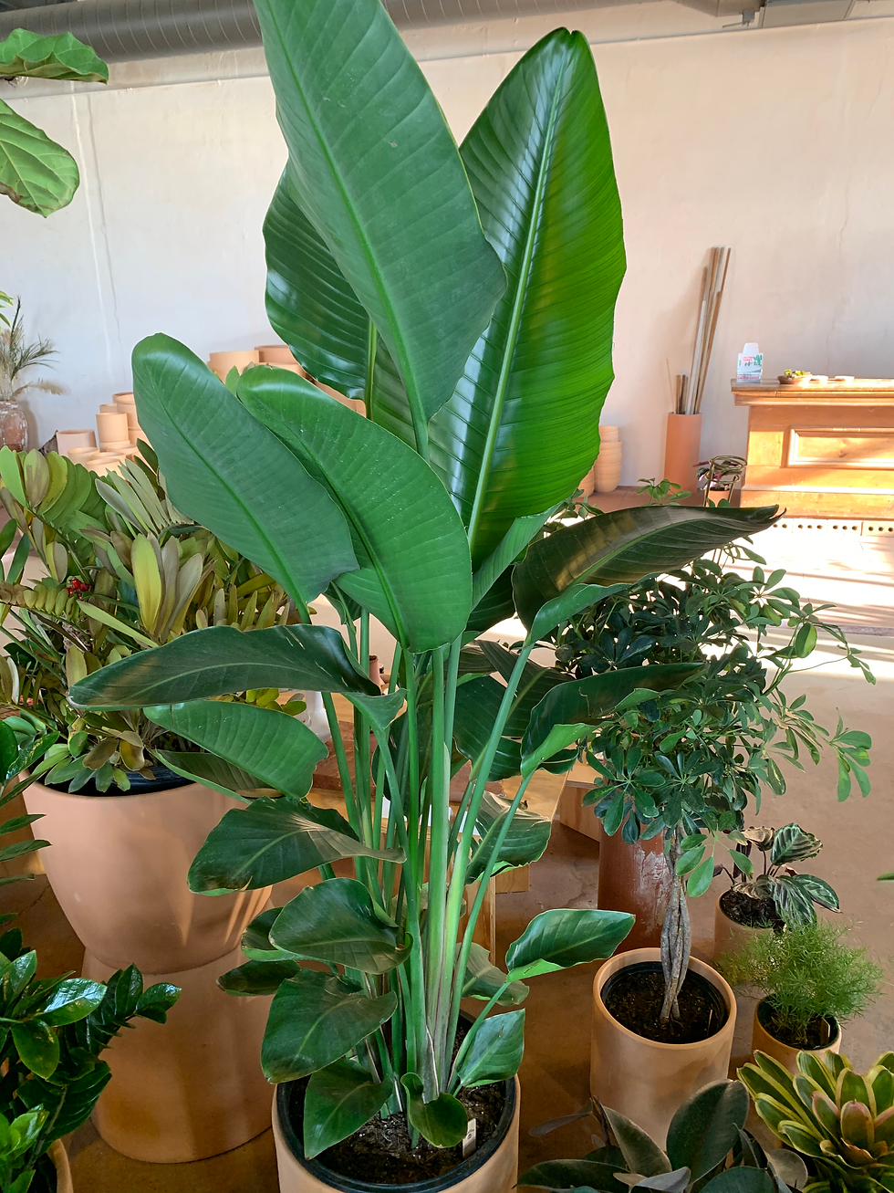 a bird of paradise plant at Mother Co Plants in NE Minneapolis