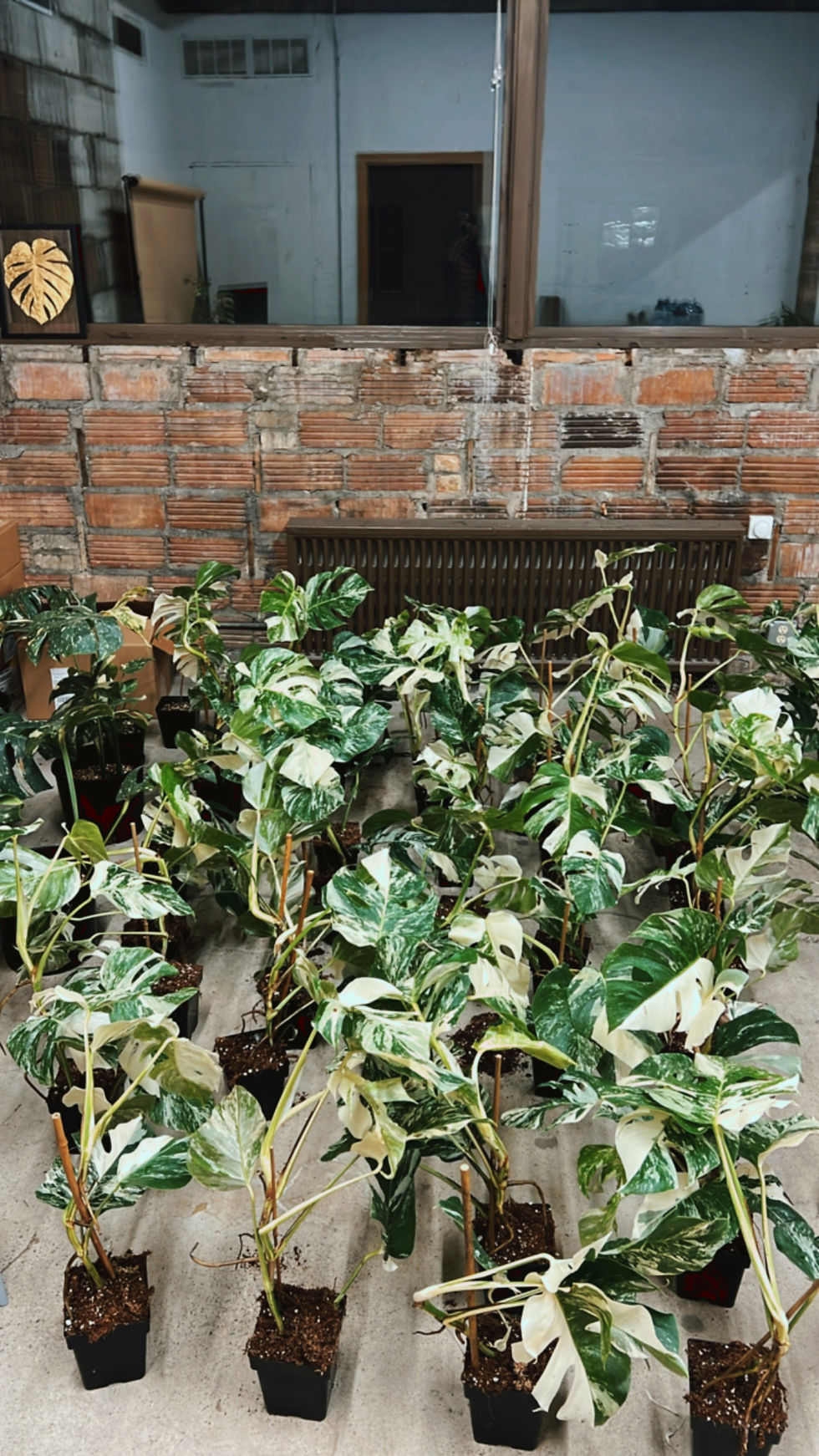 Rare Monsteras lined up at Northland Botanical