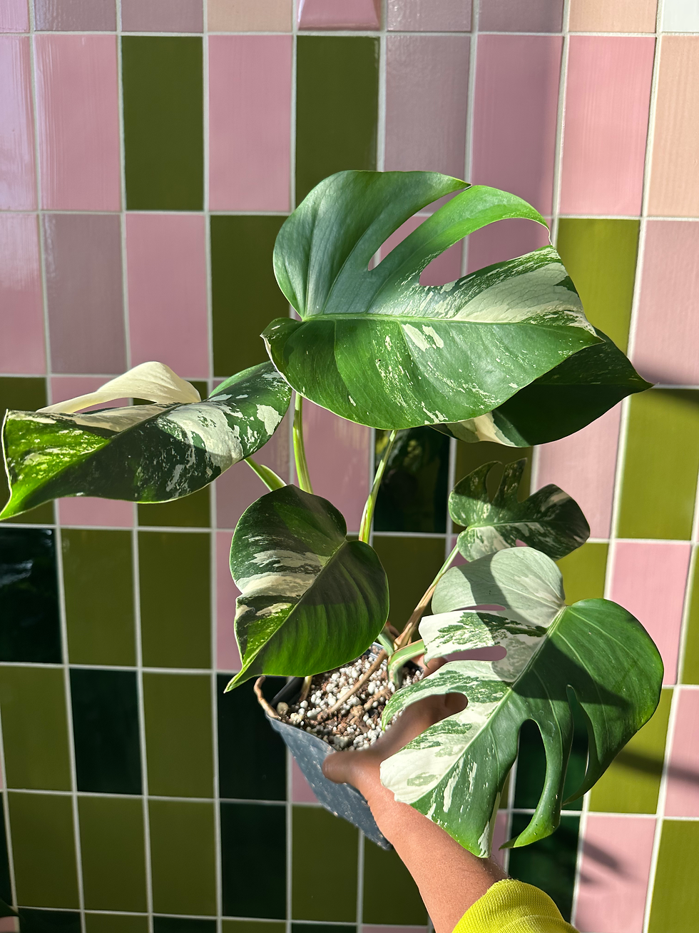 Shayla holding a rare Monstera