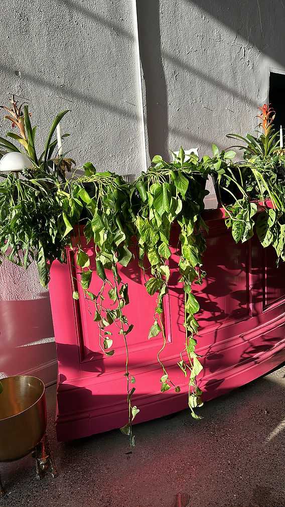 From Parched to prosperous: Ways to Identify + recover from the perils of under  watering your plants