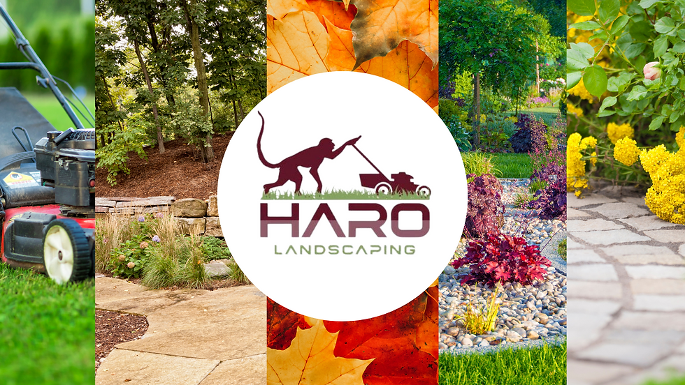 haro cover website.png