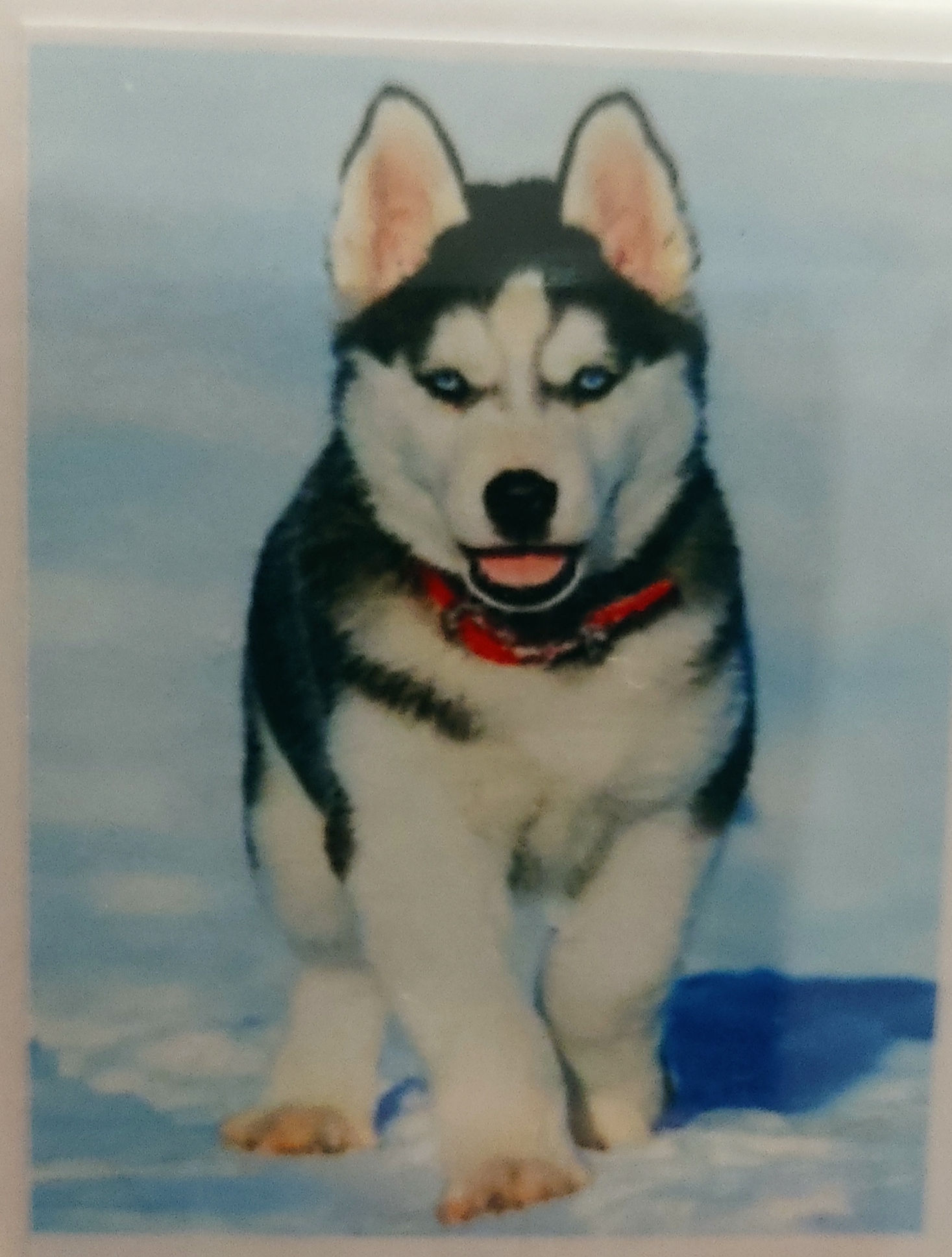 Kit diamond painting chien loup dans la neige 30cm x 40cm