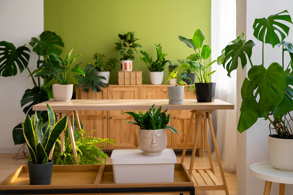 Plants on Rent